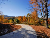 Fall View from Gallery