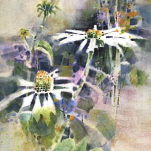 Echinacea