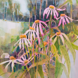 Garden Echinacea