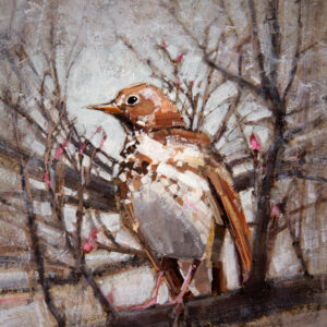 Hermit Thrush